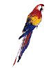 parrot
