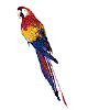 parrot